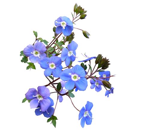 Blue, Flower, BloomingBlue Flower Blooming.png | Snipstock