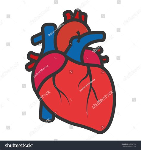 Realistic Heart Icon Isolated On White Background Vector Medical Heart