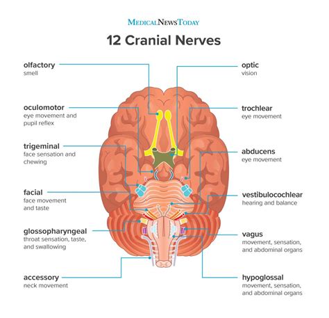 What Are The Cranial Nerves Functions And Diagram