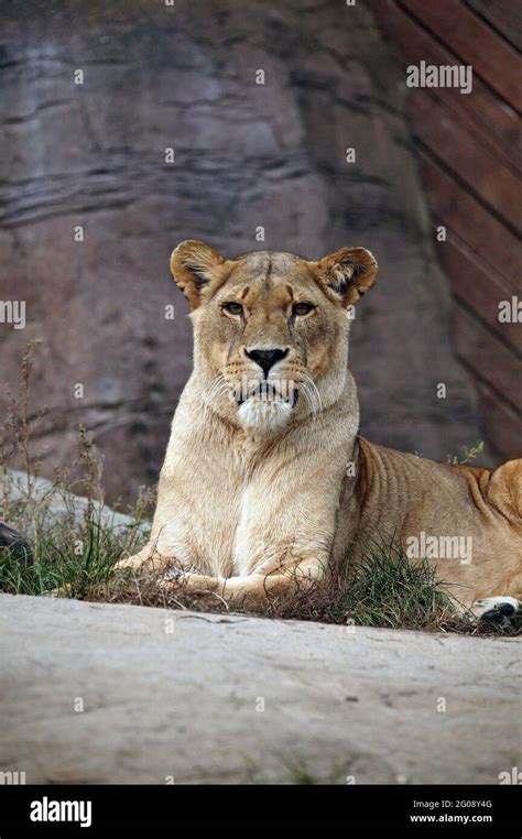 Lion Stock Image Wildlife Jungle Animal Lion Stock Photograph King Of