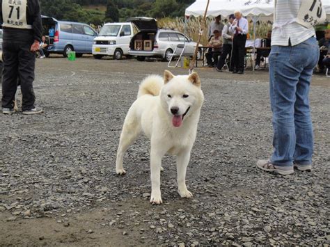 Pin On Hokkaido Dog
