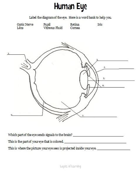 Parts Of The Eye Worksheet For Kids