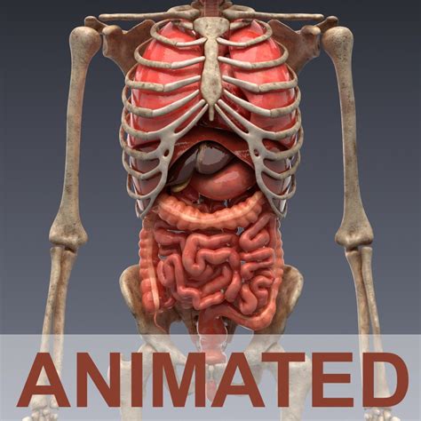 Cartoon woman body organs concept vector. Animated internal organs, skeleton | High-Quality OBJ 3D ...