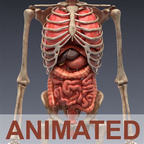 Female anatomy of internal organs with skeleton, rear and front views. Animated internal organs, skeleton | High-Quality OBJ 3D ...
