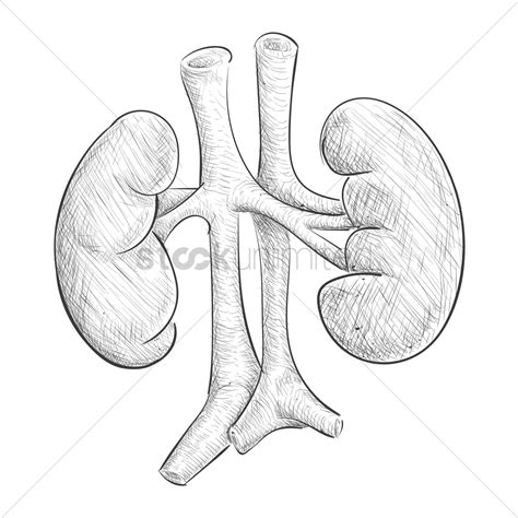 Human Kidney Coloring Pages Coloring Pages