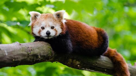 Why Are Red Pandas Endangered And How Can We Help Utopia