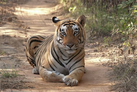Tiger Sitting On Field By Chaithanya Krishna Photography