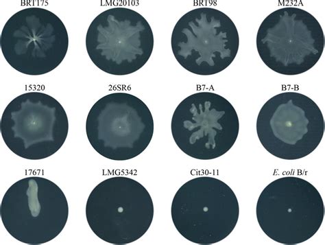 Swarming Motility Patterns Of Wild Type P Ananatis Strains And E Coli