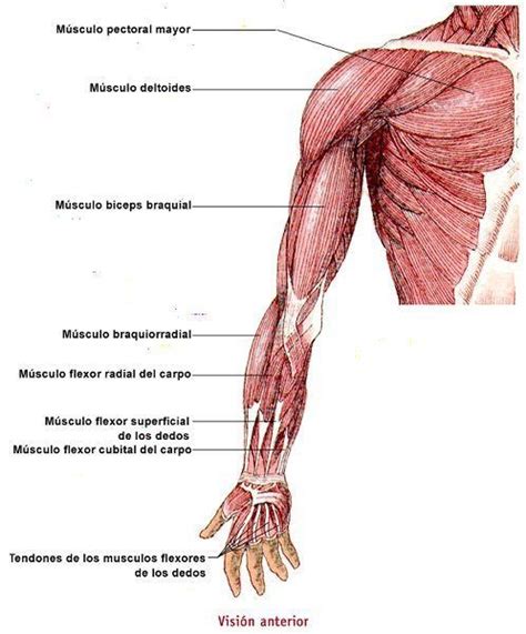 Músculos del Brazo Clasificación y Funciones