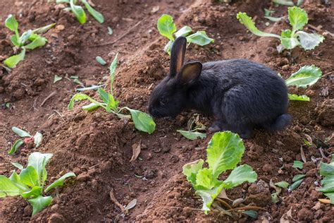 How To Keep Rabbits From Eating Everything In Your Garden