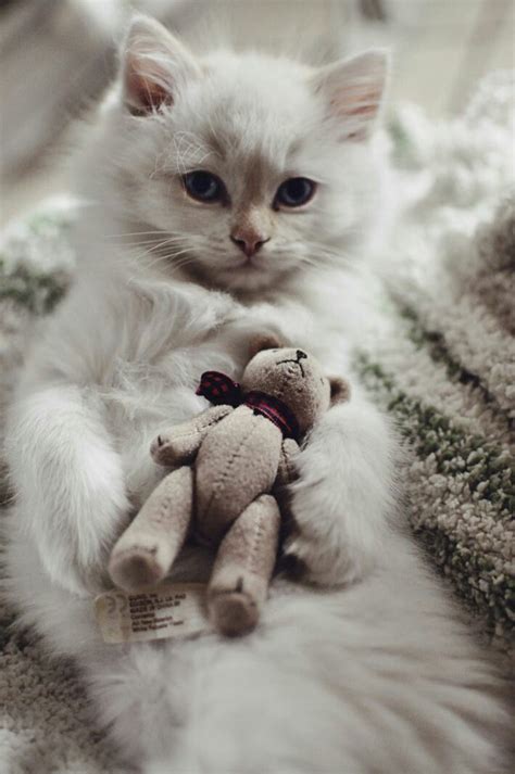 64 Best Cats N Teddy Bears Images On Pinterest Kitten Kitty Cats