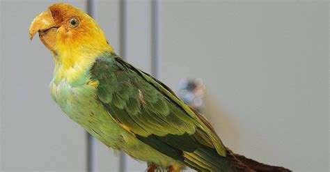 Carolina Parakeet Bird Facts †conuropsis Carolinensis Az Animals