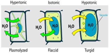 Turgid means swollen and hard. What is Plasmolysis? - QS Study