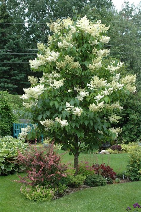 Ivory Silk Japanese Tree Lilac Landscaping Trees Japanese Lilac Tree