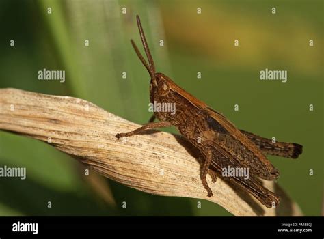 Acridid Grasshopper Hi Res Stock Photography And Images Alamy