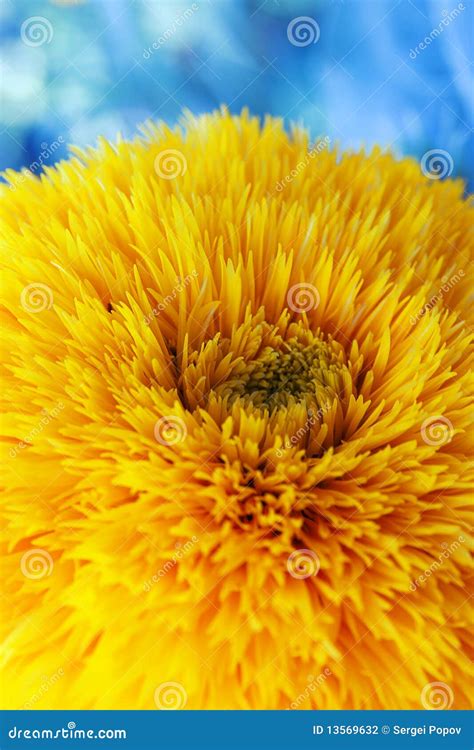 Yellow Spring Flower Stock Photo Image Of Gold Beauty 13569632
