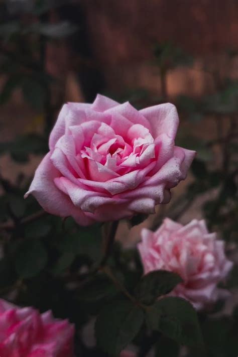 20000 Best Pink Rose Photos · 100 Free Download · Pexels Stock Photos