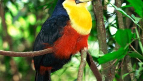 Animals And Plants In The Central American Rainforest Sciencing