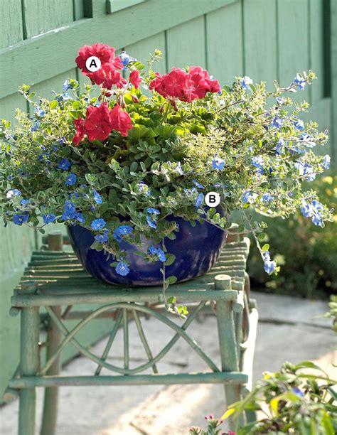 Perfect Container Pairings For Geraniums Growing Geraniums Growing