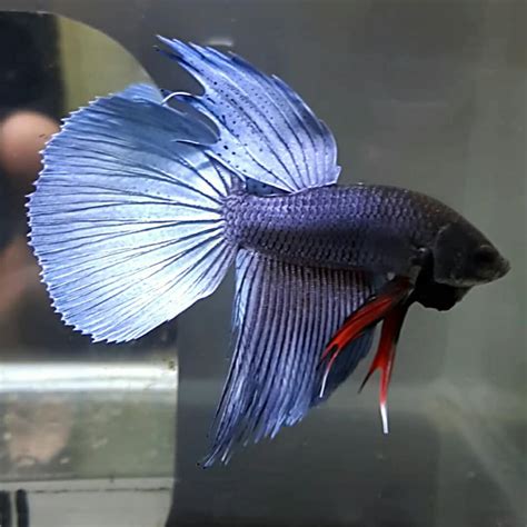 Find here details of companies selling betta fish, for your purchase requirements. Berita TV Malaysia: Wild betta fish and development line