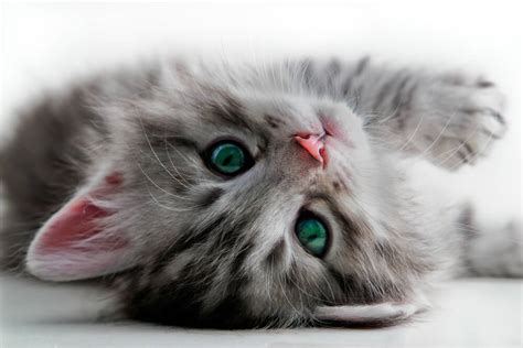Diskutiere wie lange sind katzen geschlechtsreif? Wann sind Katzen ausgewachsen? - katzenwelt.net