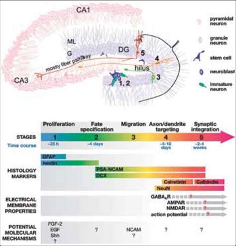 Generation Of New Granular Neurons In The Dentate Gyrus Of