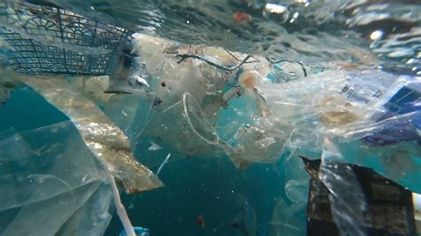 Australia Accused Of Dithering On Marine Plastic Pollution Sbs News