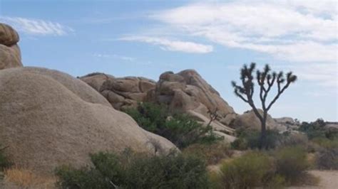 Fun Facts About Joshua Tree For Kids And Curious Adults