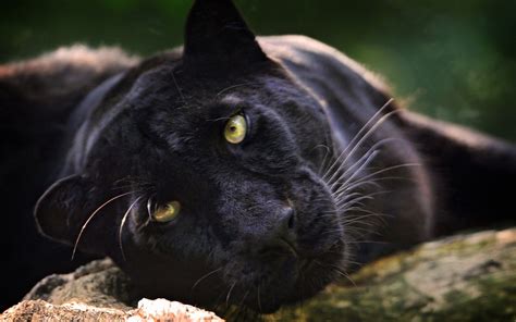 Wallpaper Black Animals Wildlife Big Cats Whiskers Black Panther