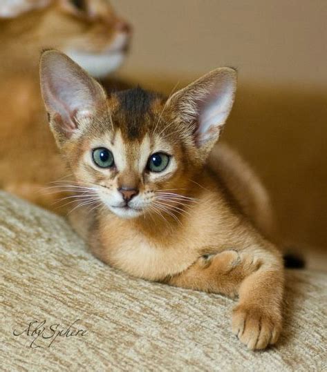 Amazing Cats Breeds Abyssinian Kitty Bloger