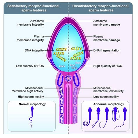Structural Sperm Features Spermatozoa Are Composed Of Two Main