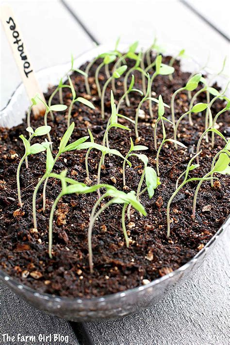 How To Start Planting Tomato Seeds Step By Step Guide