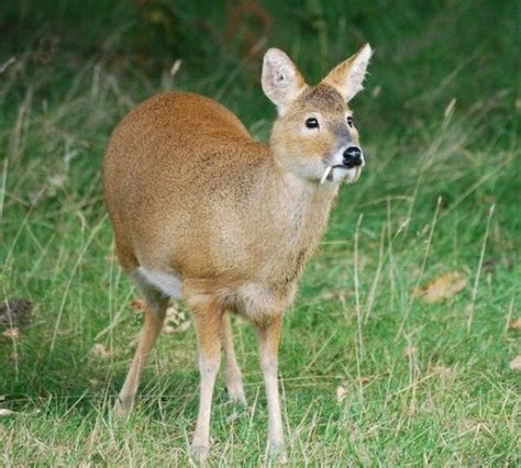Korean Water Deer And Know As Vampire Deer Unusual Animals Rare