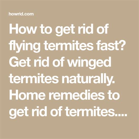 How To Get Rid Of Flying Termites Winged Termites Flying Termites