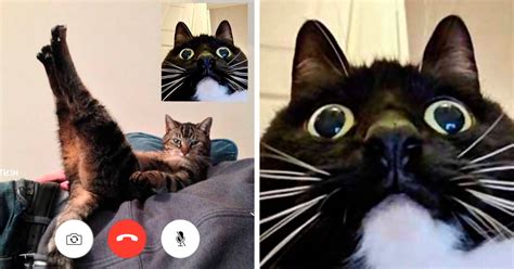 People Share Funny Pics From “cat Video Calls” That Look Naughty Bored Panda