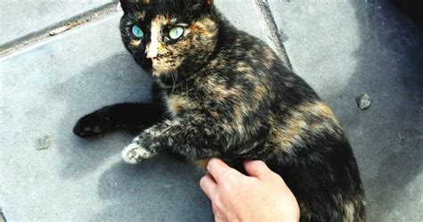 20 things you didn t know about tortoiseshell cats