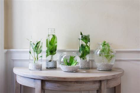 Indoor Water Garden Plants And Ideas To Get You Started Hunker