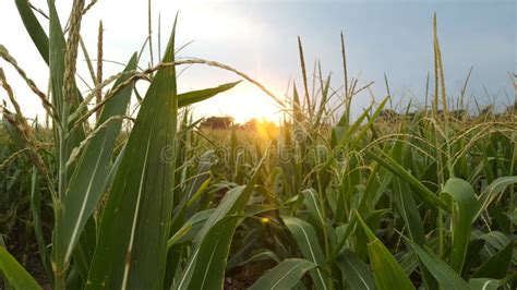 Nebraska Sunset In The Corn Field Stock Photo Image Of Tassels