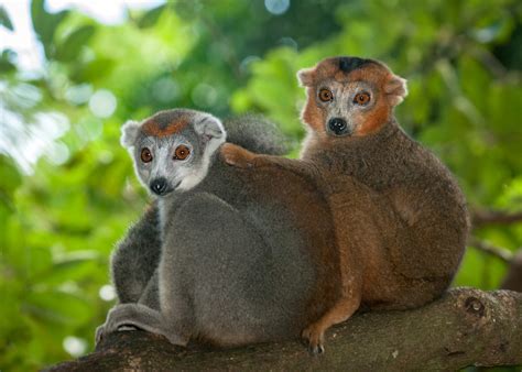 Crowned Lemur Facts Primates Park