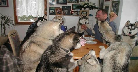 15 Signs Youre A Crazy Husky Person And Damn Proud To Be