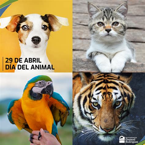 29 De Abril Día Nacional Del Animal Noticias Municipalidad De