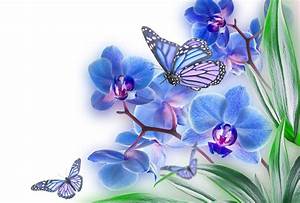 Flowers, And, Butterflies, Wallpapers, Hd, Desktop, And, Mobile