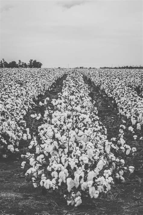 Cotton Field In The Countryside Stock Photo Image Of Crop