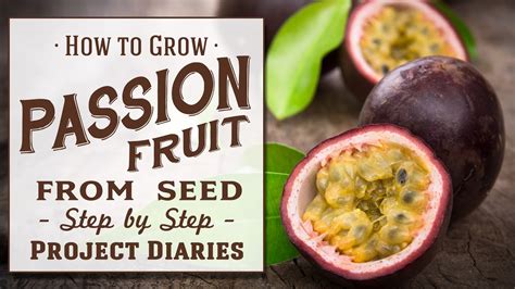 How To Grow Passion Fruit From Seed A Complete Step By Step Guide