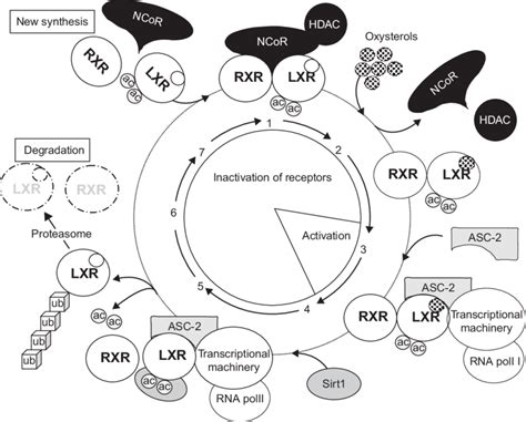 Schematic Representation Of The Activationinhibition Cycle Of Liver X Download Scientific