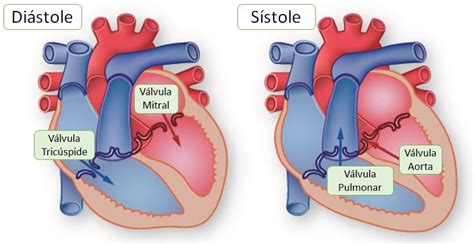 O último será discutido com mais detalhes no artigo. rais-data-saude-pressao-saunguinea-alta-o-que-e-batimentos ...
