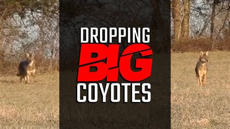 Dropping Big Coyotes Coyote Hunting Youtube