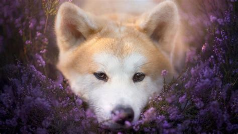 Purple Dog Wallpapers Top Free Purple Dog Backgrounds Wallpaperaccess