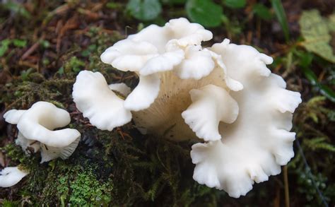 Where To Find Mushrooms In The Pacific Northwest Outdoor Project