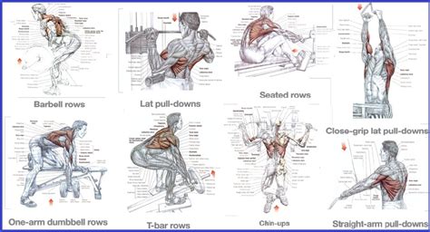 Back Exercises For Building A Strong Back Bodydulding